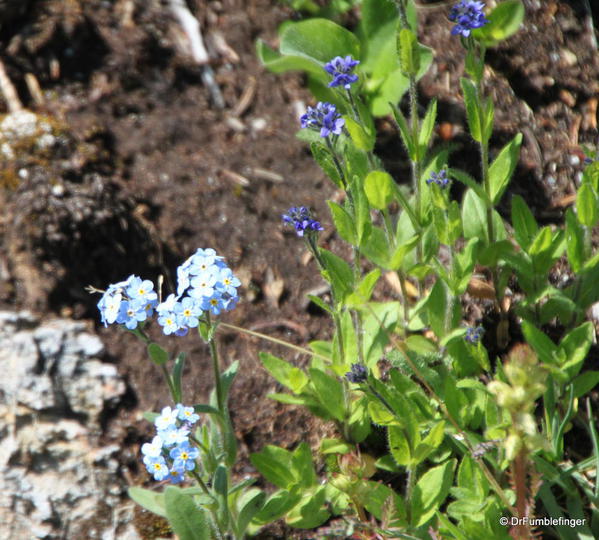 Sunshine Meadows -- Wildflowers