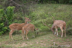 Yala National Park -- Spotted Deer