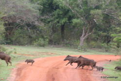 Yala National Park -- Boar crossing road