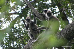 Yala National Park -- Gray Langur monkeys