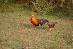 Yala National Park -- Sri Lankan Junglefowl