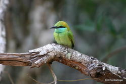 Yala National Park -- Bee eater