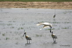 Yala National Park -- Spoonbill