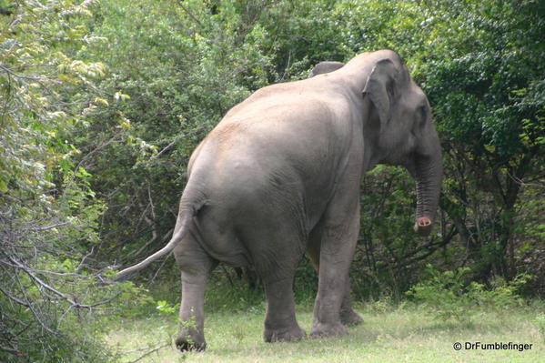 Yala National Park -- Wild Elephant