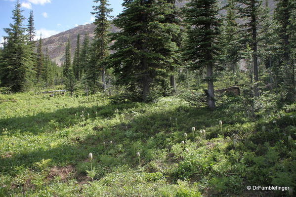 Wildflowers, Yoho National Park, British Columbia