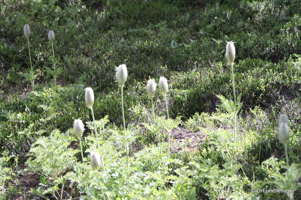 Wildflowers, Yoho National Park, British Columbia