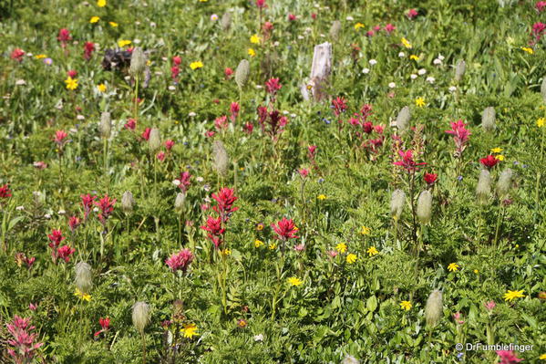 Wildflowers, Yoho National Park, British Columbia