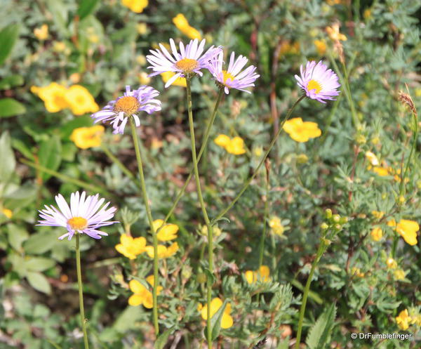 Wildflowers, Yoho National Park, British Columbia