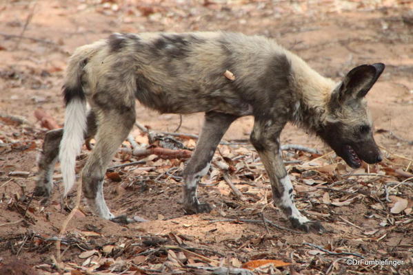 2013-48- December 06c Chobe-2011-302-African Wild Dogs