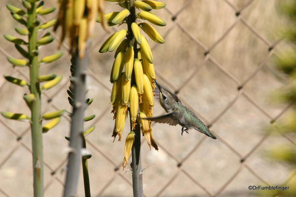 Living Desert, Palm Desert, California. Hummingbird