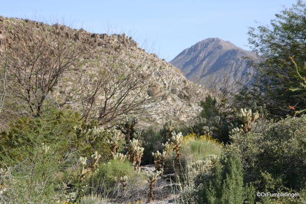 Living Desert, Palm Desert, California. Botanical Park