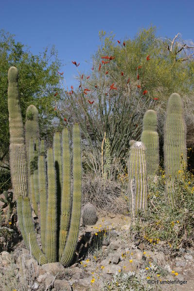 Living Desert, Palm Desert, California. Botanical Park