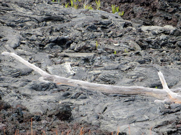 Volcanoes National Park. Tree trapped by the lava flow.