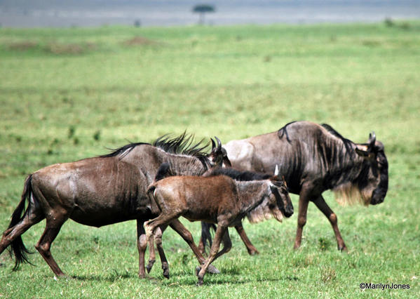 Surrounded by wildebeest; part of the Great Migration