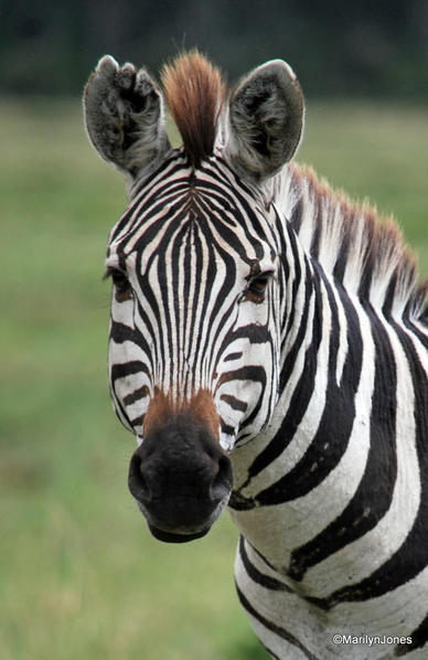 Zebra