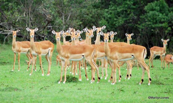 Harem of gazelles