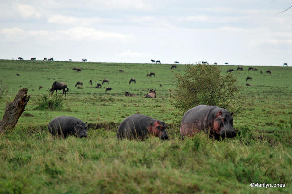 Hippos change watering holes during the day