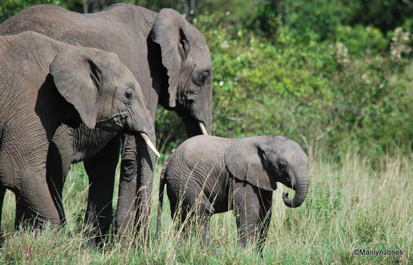 Family of elephants