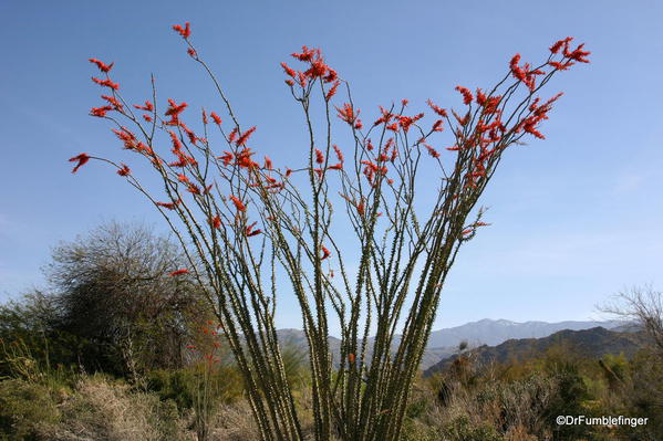 Living Desert, Palm Desert, California. Botanical Park, Ocotillo