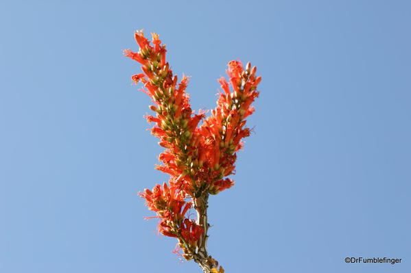 Living Desert, Palm Desert, California. Botanical Park, Ocotillo