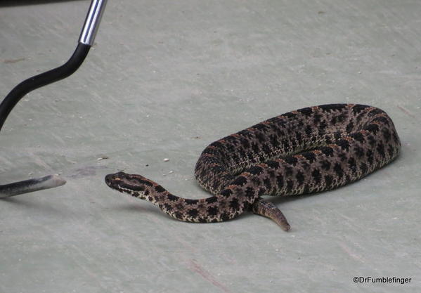 Gatorland, Upclose encounters show, rattlesnake