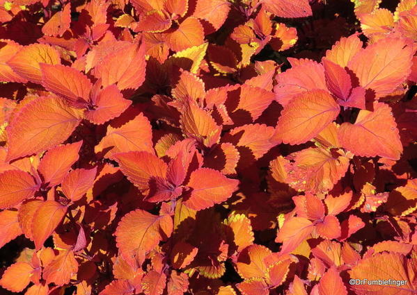 Coleus, Leu Gardens, Orlando