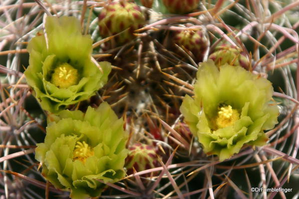 Living Desert, Palm Desert, California. Botanical Park