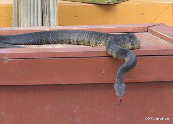 Gatorland, Upclose encounters show, cottonmouth