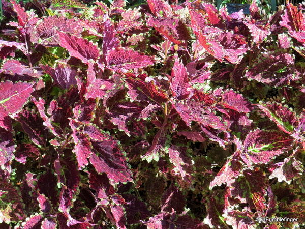 Coleus, Leu Gardens, Orlando