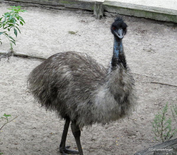 Gatorland, emu