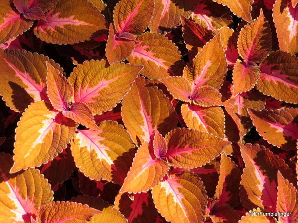 Coleus, Leu Gardens, Orlando