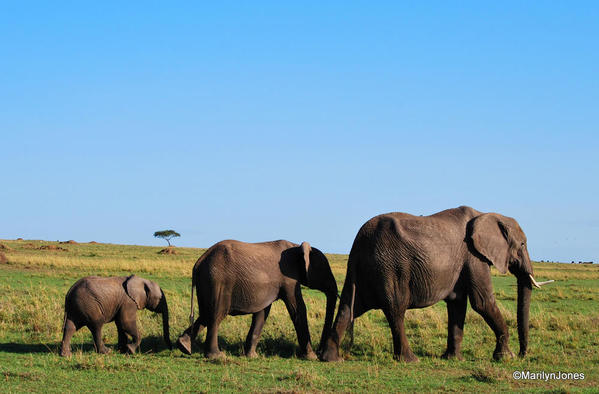 Elephant family