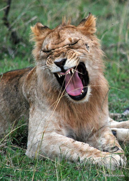 Yawning lion