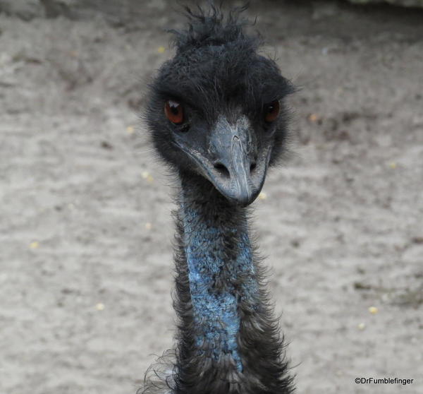 Gatorland, emu