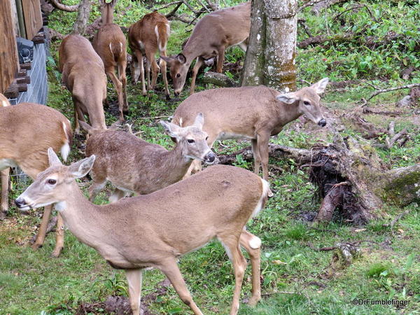 Gatorland, White-tailed deer