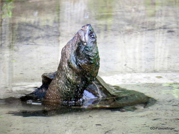 Gatorland, turtle, Swamp walk