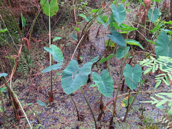 Gatorland, Swamp walk