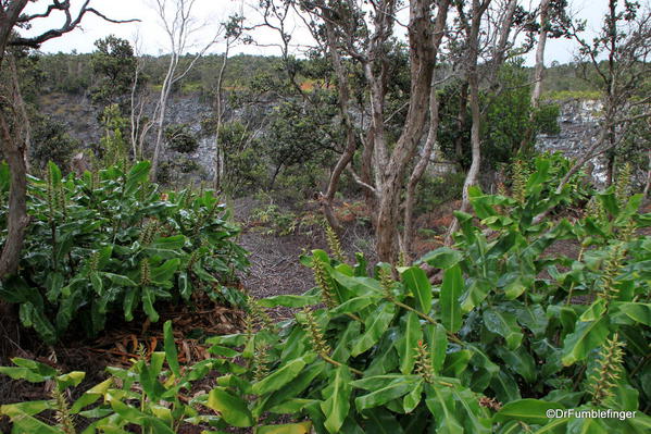 Volcanoes National Park. Vegetation along the Chain of Craters Road