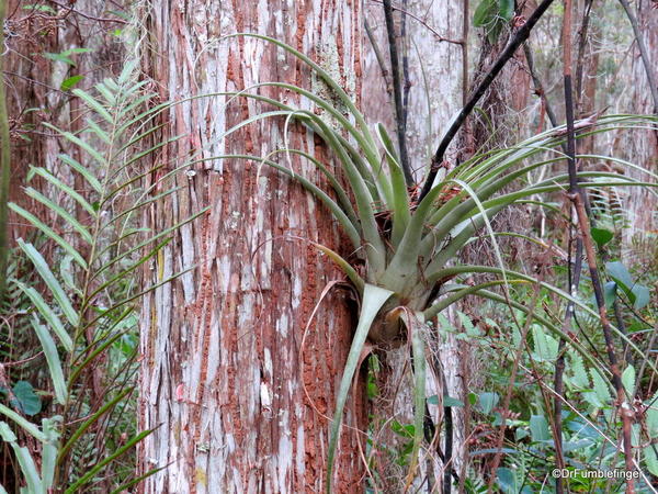 Gatorland, epiphyte, Swamp walk