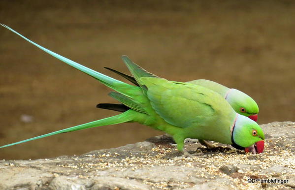 74 Lodhi Gardens, Parakeets. Delhi 02-2016 (7)