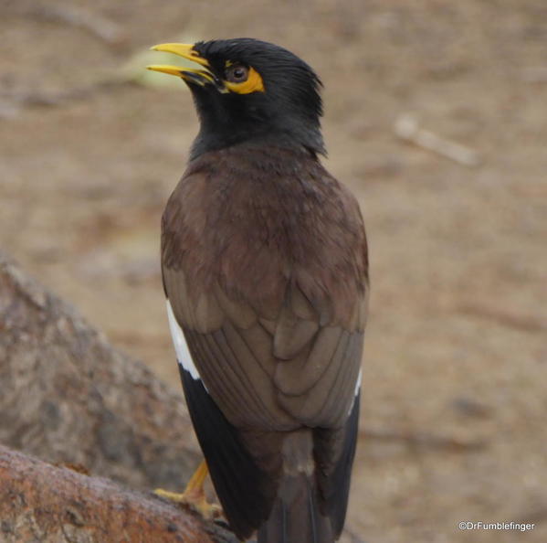 75 Lodhi Gardens, Mynah bird. Delhi 02-2016 (2)