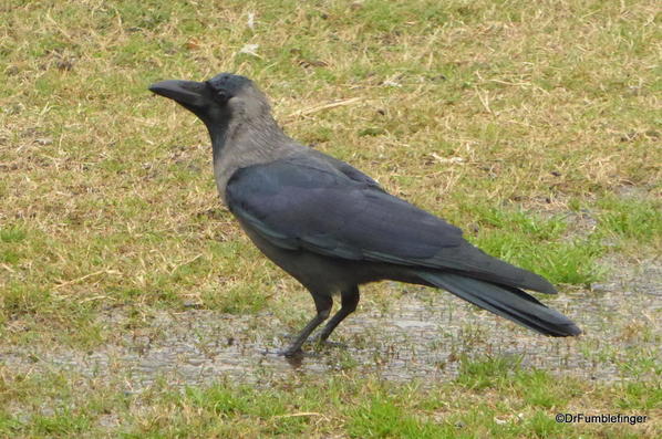 76 Lodhi Gardens, Crow. Delhi 02-2016