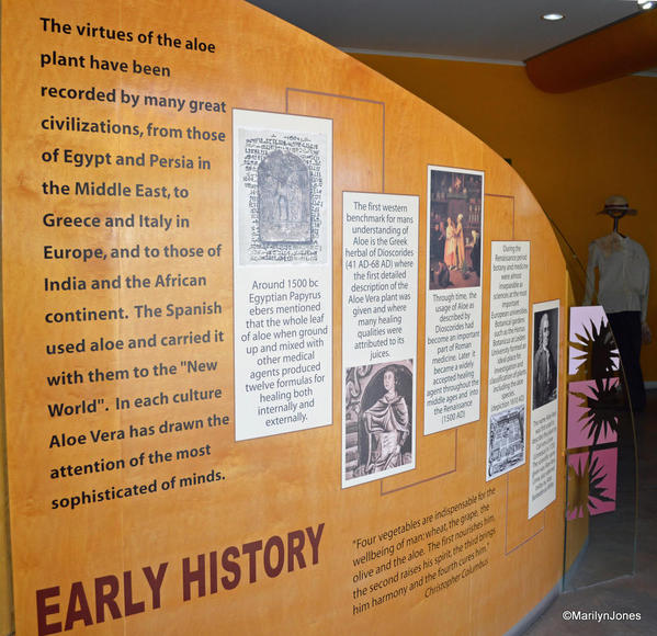 Aruba Aloe Museum helps explain the history of aloe cultivation on the island