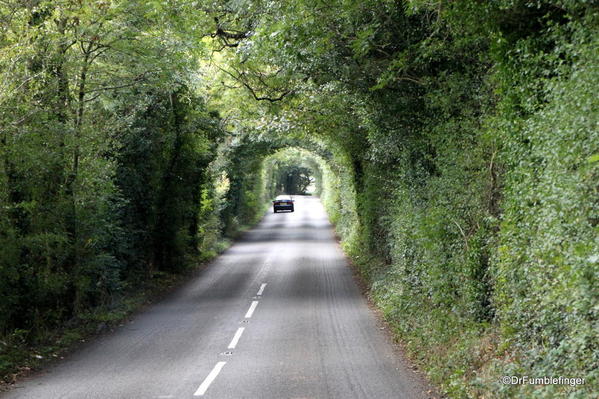 Antrim Coast. Dark Hedges