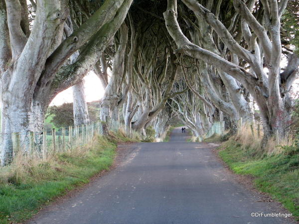 Antrim Coast. Dark Hedges