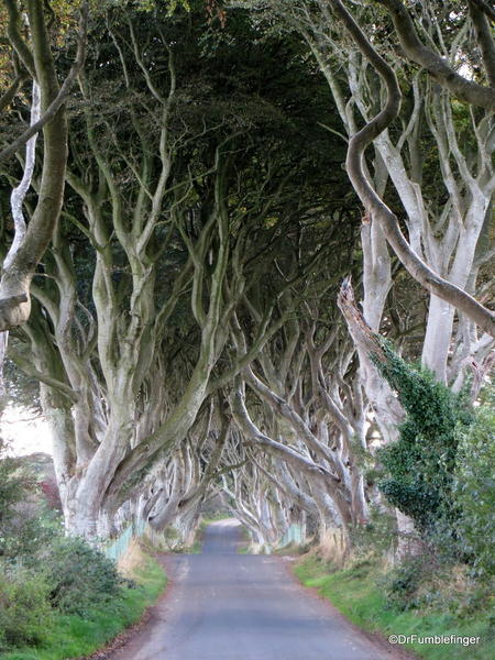 Antrim Coast. Dark Hedges