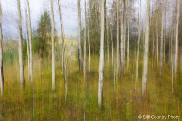 Aspen Trees