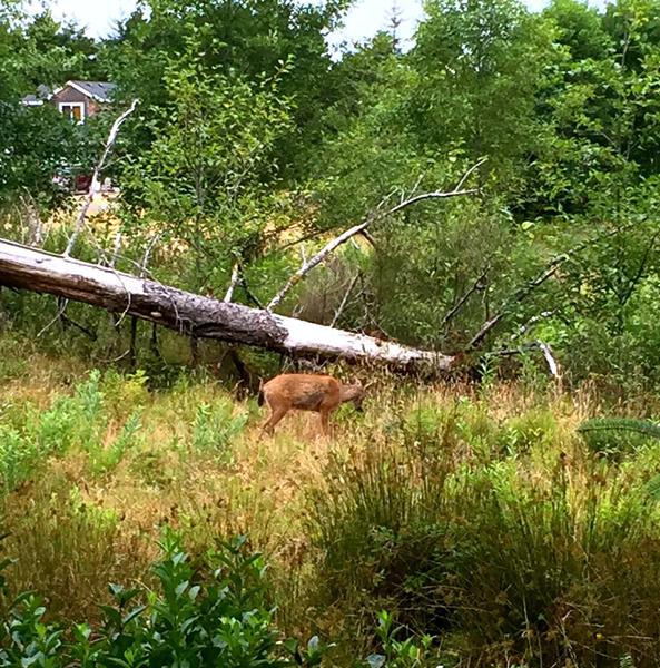 Backyard Nature