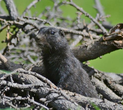 Black Squirrel 1ccs