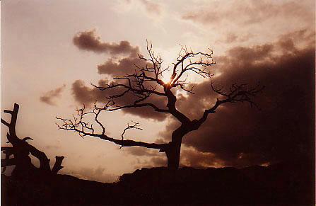 Burmis Tree